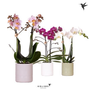 Kolibri Orchids Phalaenopsis mix 2 spike in Pastel pot mix