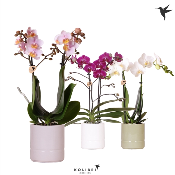 <h4>Kolibri Orchids Phalaenopsis mix 2 spike in Pastel pot mix</h4>