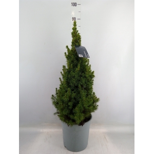 Picea glauca 'Conica'