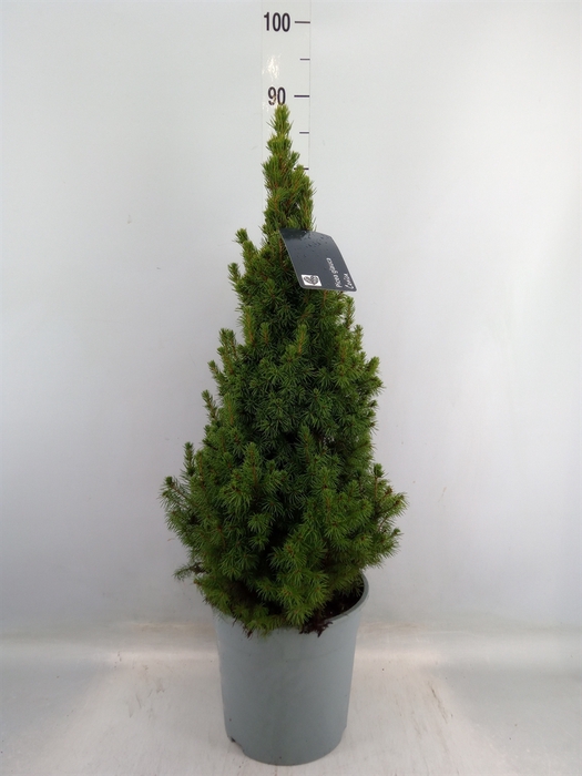 <h4>Picea glauca 'Conica'</h4>