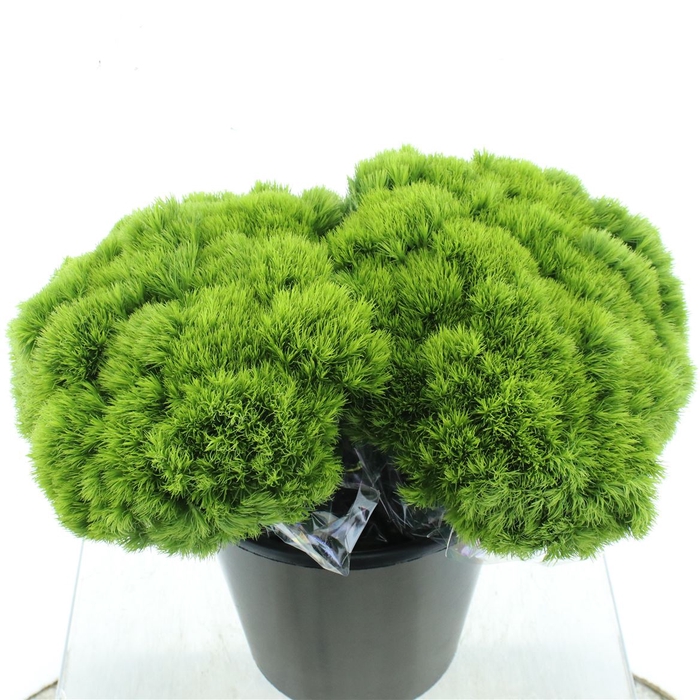 <h4>Di Barb Green Trick (x30 In Hoes)</h4>