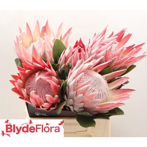 PROTEA CYNAROIDES