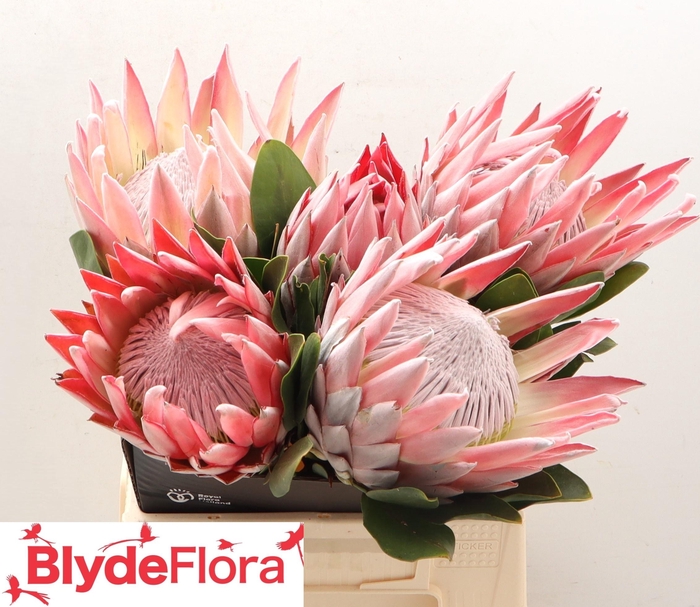 <h4>PROTEA CYNAROIDES</h4>