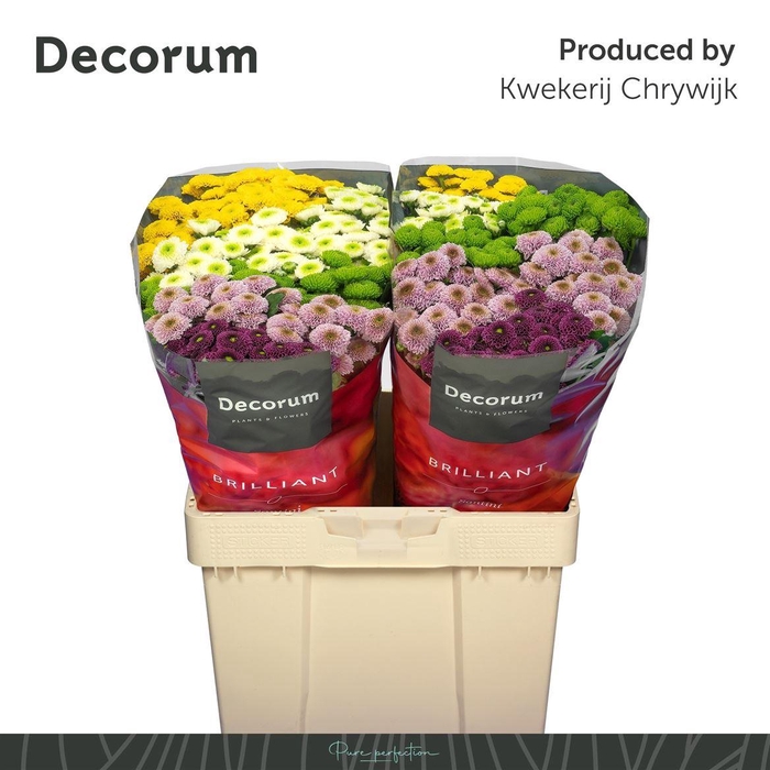 <h4>Chr S Pompon Gem Bs</h4>