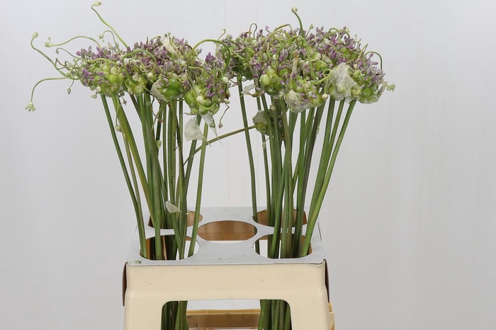<h4>Allium Green Drops</h4>