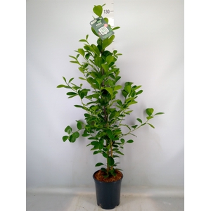 Ficus microcarpa 'Moclame'