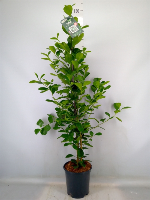 <h4>Ficus microcarpa 'Moclame'</h4>