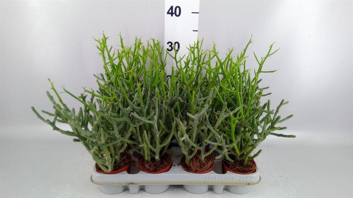 <h4>Euphorbia tirucalli</h4>