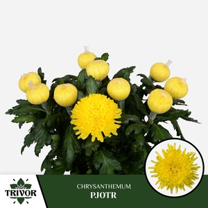 Chrysanten Chr G Pjotr