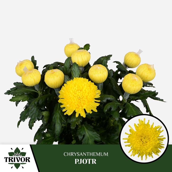 <h4>Chrysanten Chr G Pjotr</h4>