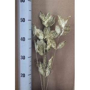 Japan Deco Dracaena Natural 5 Pcs