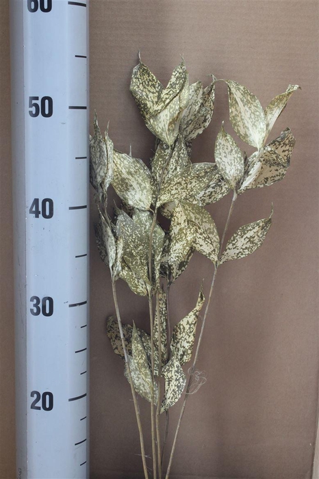 <h4>Japan Deco Dracaena Natural 5 Pcs</h4>