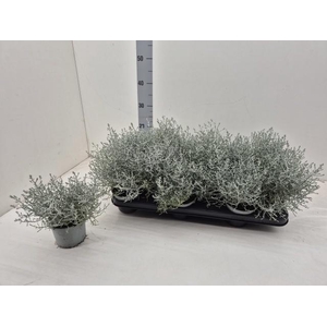 LEUCOPH BROWNII