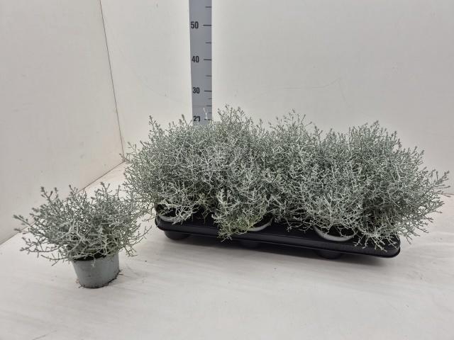 <h4>LEUCOPH BROWNII</h4>