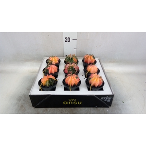 Gymnocalycium mihanov. 'Japan'  mix