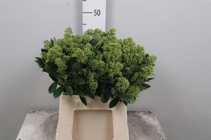 <h4>Skim J Finchy Bs</h4>