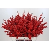 Ilex Rood