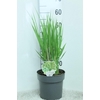 Panicum Virgatum Northwind
