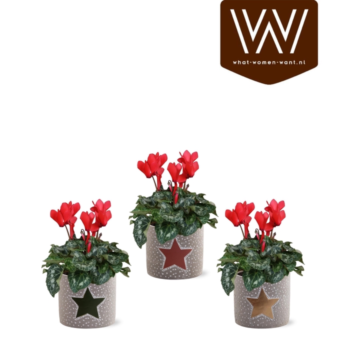 <h4>Collectie"Nature World" Rood Cyclaam in keramiek Jazz</h4>