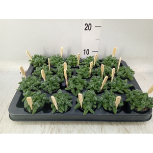 Delosperma echinatum