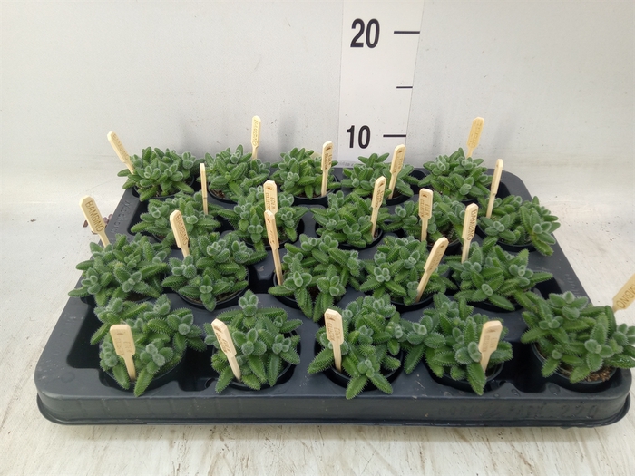 <h4>Delosperma echinatum</h4>