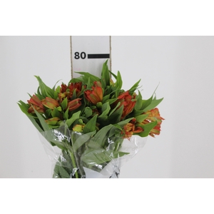 ALSTROEMERIA ORANGE PRINCESS 080 CM