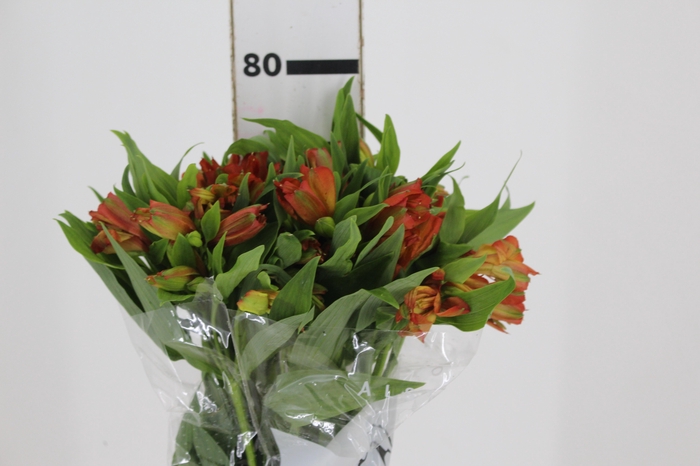 <h4>ALSTROEMERIA ORANGE PRINCESS 080 CM</h4>