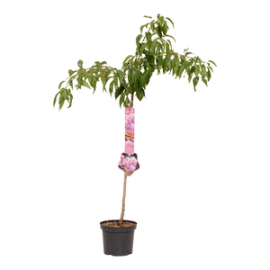 Prunus 'Kiku-shidare-zakura' 60ST