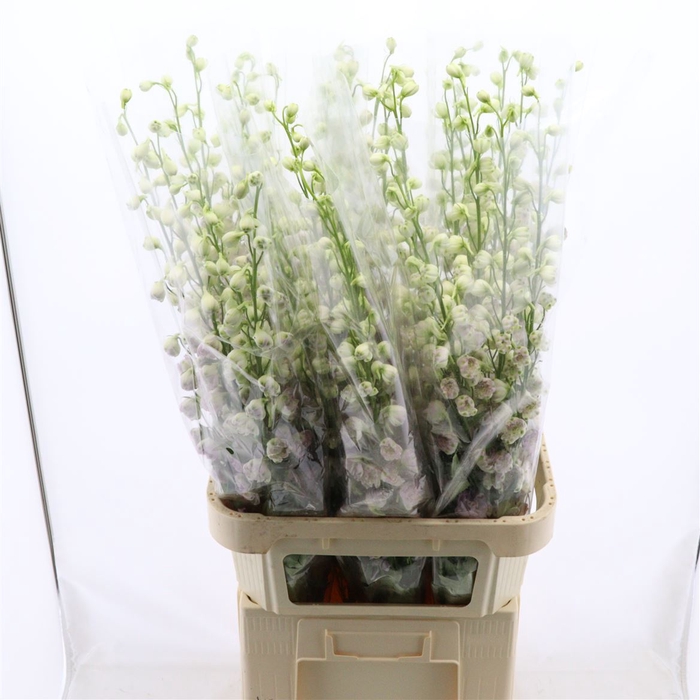 <h4>Delphinium DU 'Dewi Lady'</h4>
