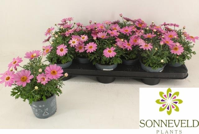 <h4>ARG CYMB LIGHT PINK</h4>