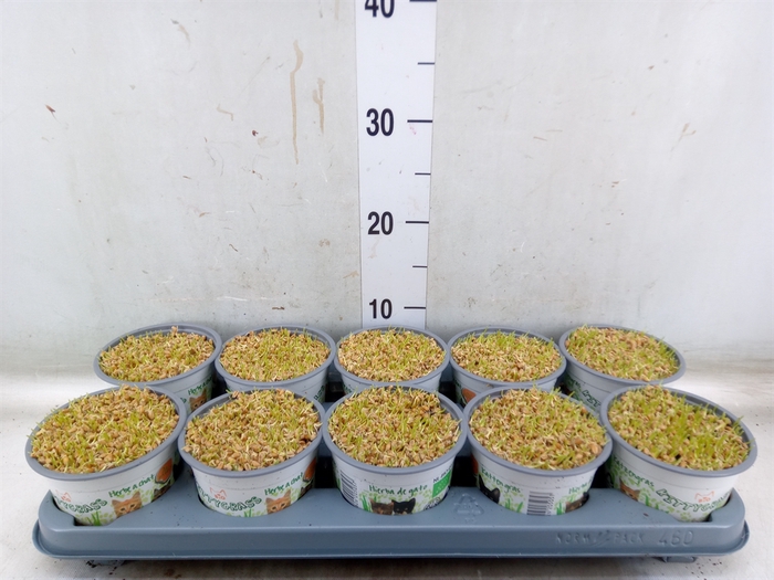 <h4>Hordeum sp.   ...kattegras zaai</h4>