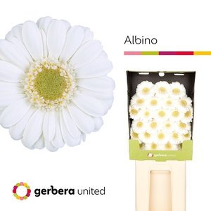 Ge Mi Albino
