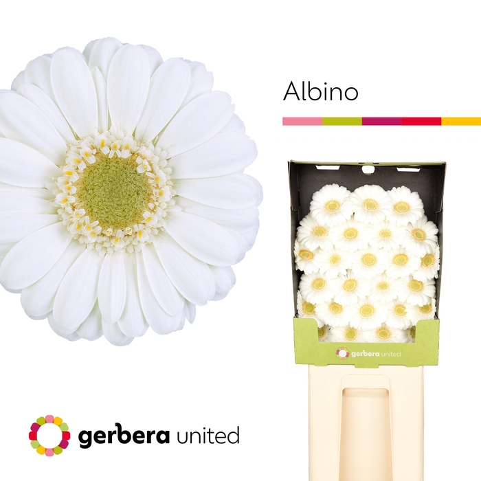 <h4>Ge Mi Albino</h4>