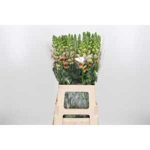 Antirrhinum Overig