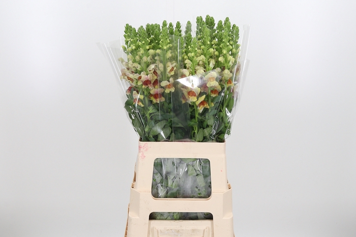 <h4>Antirrhinum Overig</h4>