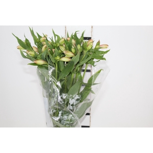 ALSTROEMERIA DIRTY DANCING 080 CM