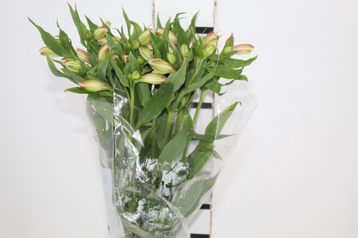 ALSTROEMERIA DIRTY DANCING 080 CM