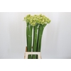 Ornithogalum Saundersiae