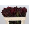 Leucadendron Saf Sunset Dark Red