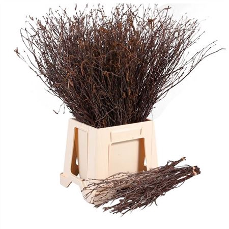 <h4>Betula per bos</h4>
