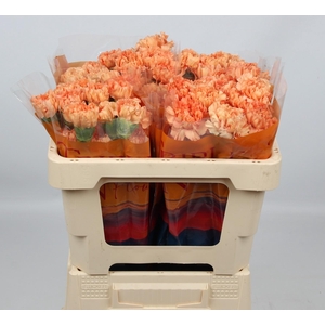 DI ST CARAMEL COWBOY