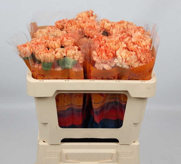 <h4>DI ST CARAMEL COWBOY</h4>