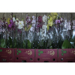 PHALAENOPSIS P12 2 HT