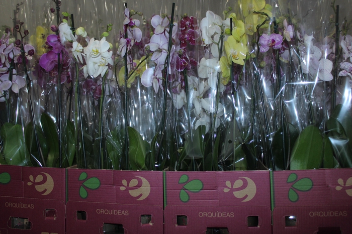 <h4>PHALAENOPSIS P12 2 HT</h4>