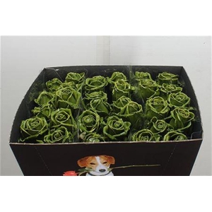 Wax-Rozen Wax Olijf Groen w10