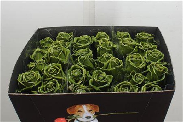 <h4>R Wx Olijf Groen W10</h4>