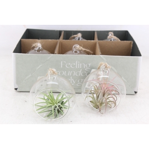 arr3 CP - Mini glas bol x6
