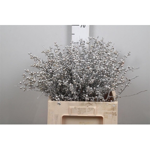 Ilex Ve Klb H% Zilver