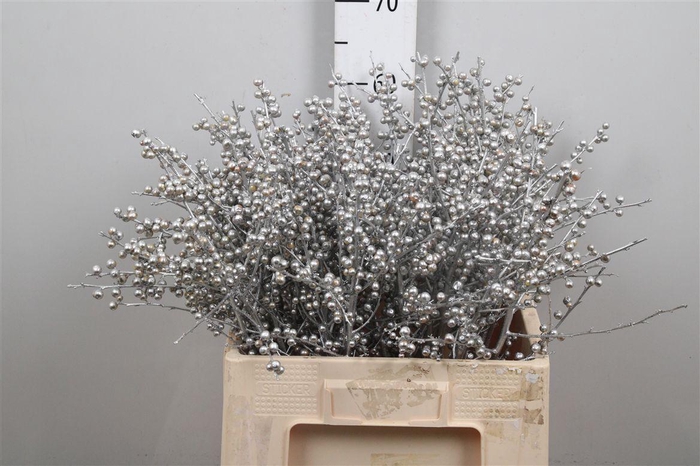 <h4>Ilex Ve Klb H% Zilver</h4>