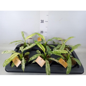 Spathiphyllum  'Vivaldi'